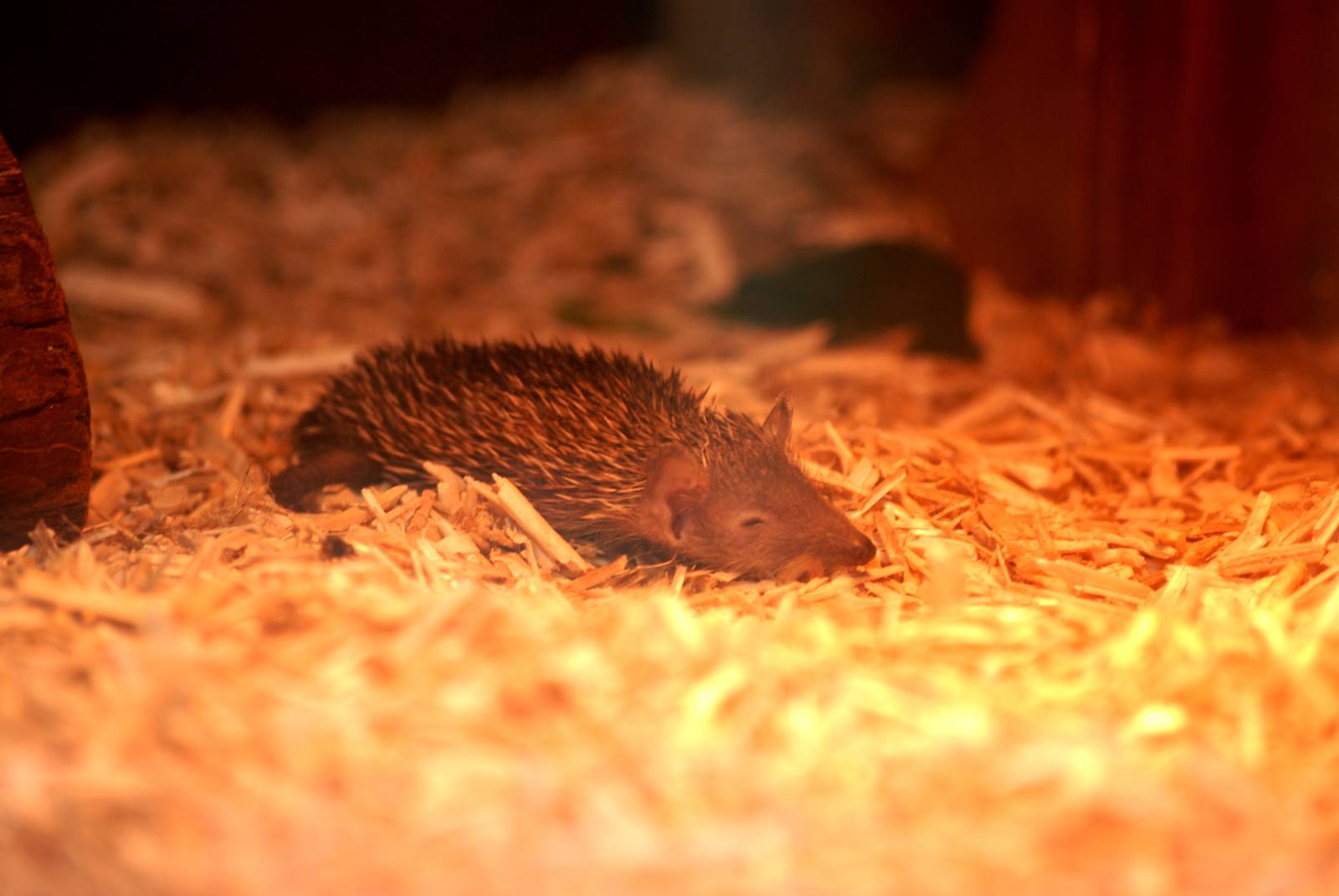 Lesser Hedgehog Tenrec at Paradise WP, 01/09/13