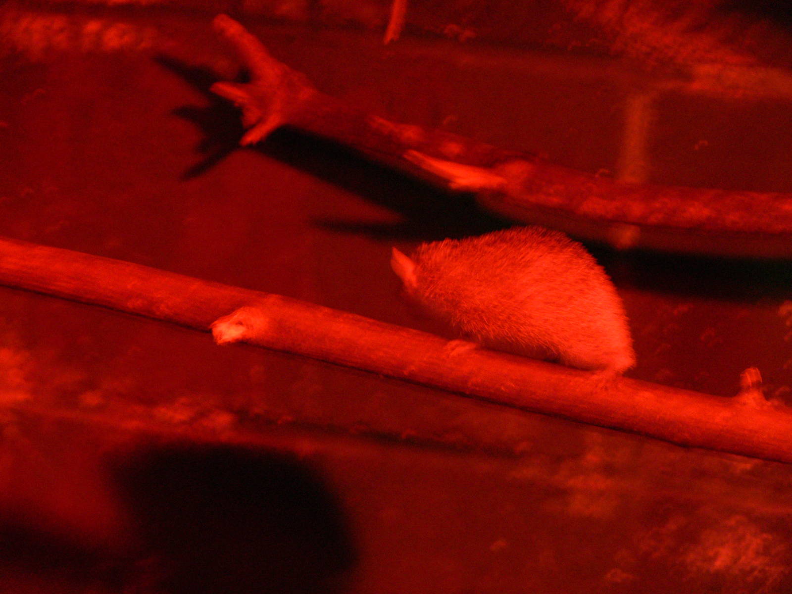 Lesser Hedgehog Tenrec at Tropical World, 30/06/13