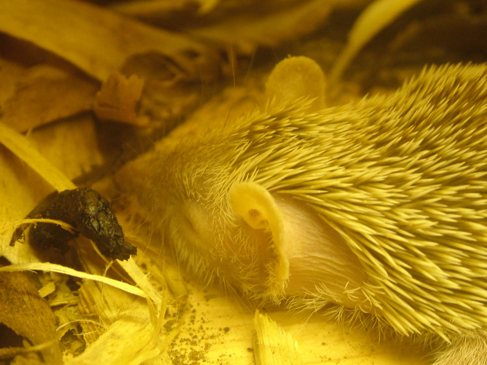 Lesser Hedgehog Tenrec at Wingham 28/11/09