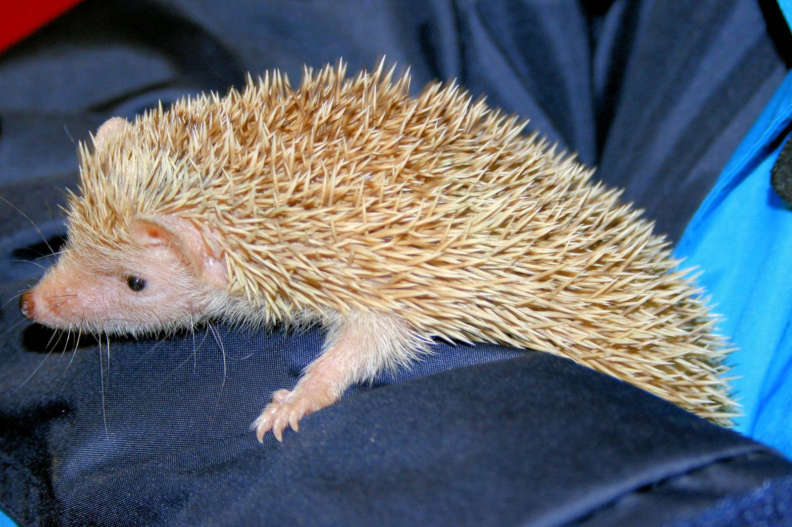 Lesser hedgehog tenrec; Birmingham; 10th May 2014