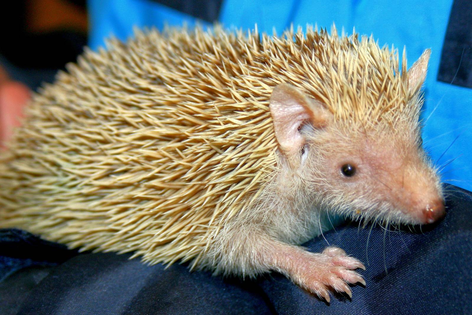 Lesser hedgehog tenrec; Birmingham; 10th May 2014