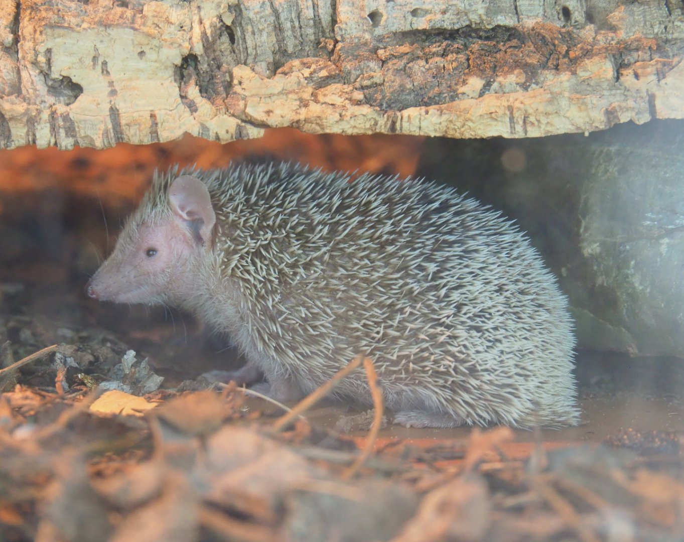 Lesser hedgehog tenrec (Echinops telfairi), 2019-08-04