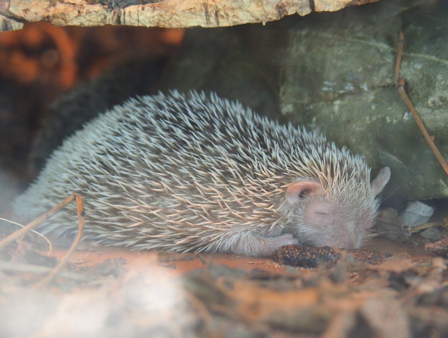 Lesser hedgehog tenrec (Echinops telfairi), 2019-08-04