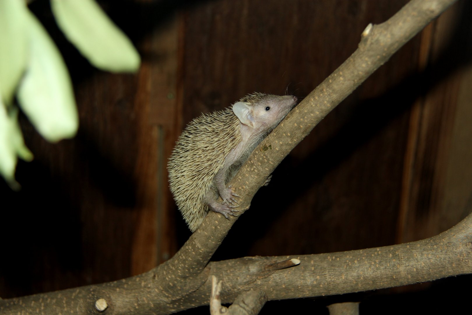 lesser hedgehog tenrec (Echinops telfairi)