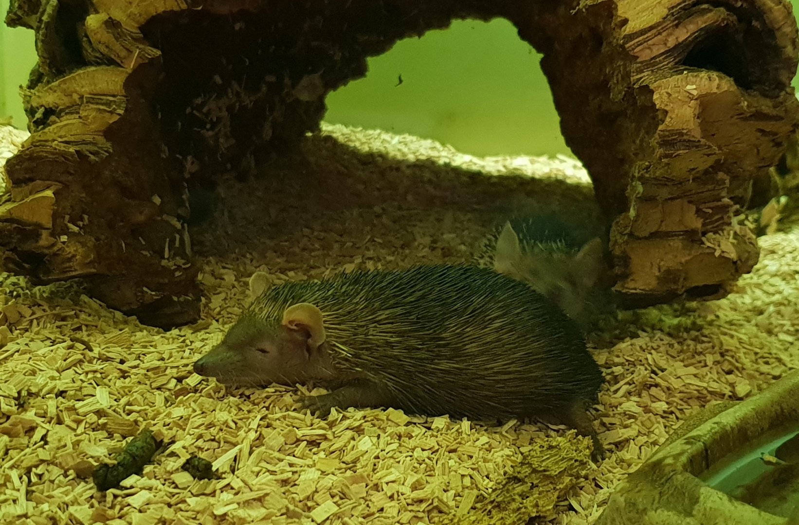 Lesser hedgehog tenrec - Echinops telfairi
