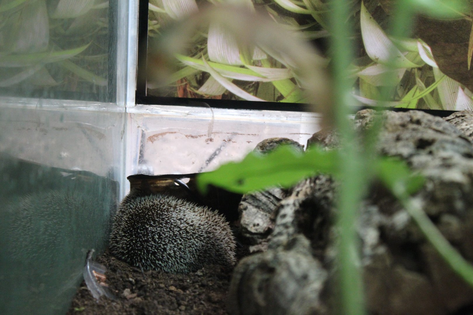 Lesser hedgehog tenrec (Echinops telfairi)
