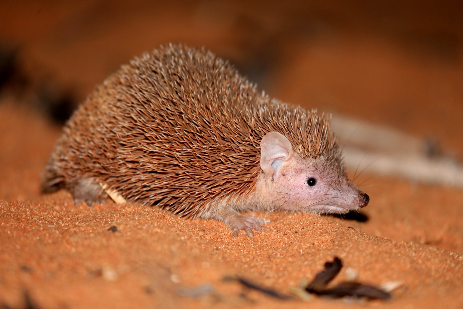 lesser hedgehog tenrec (Echinops telfairi)