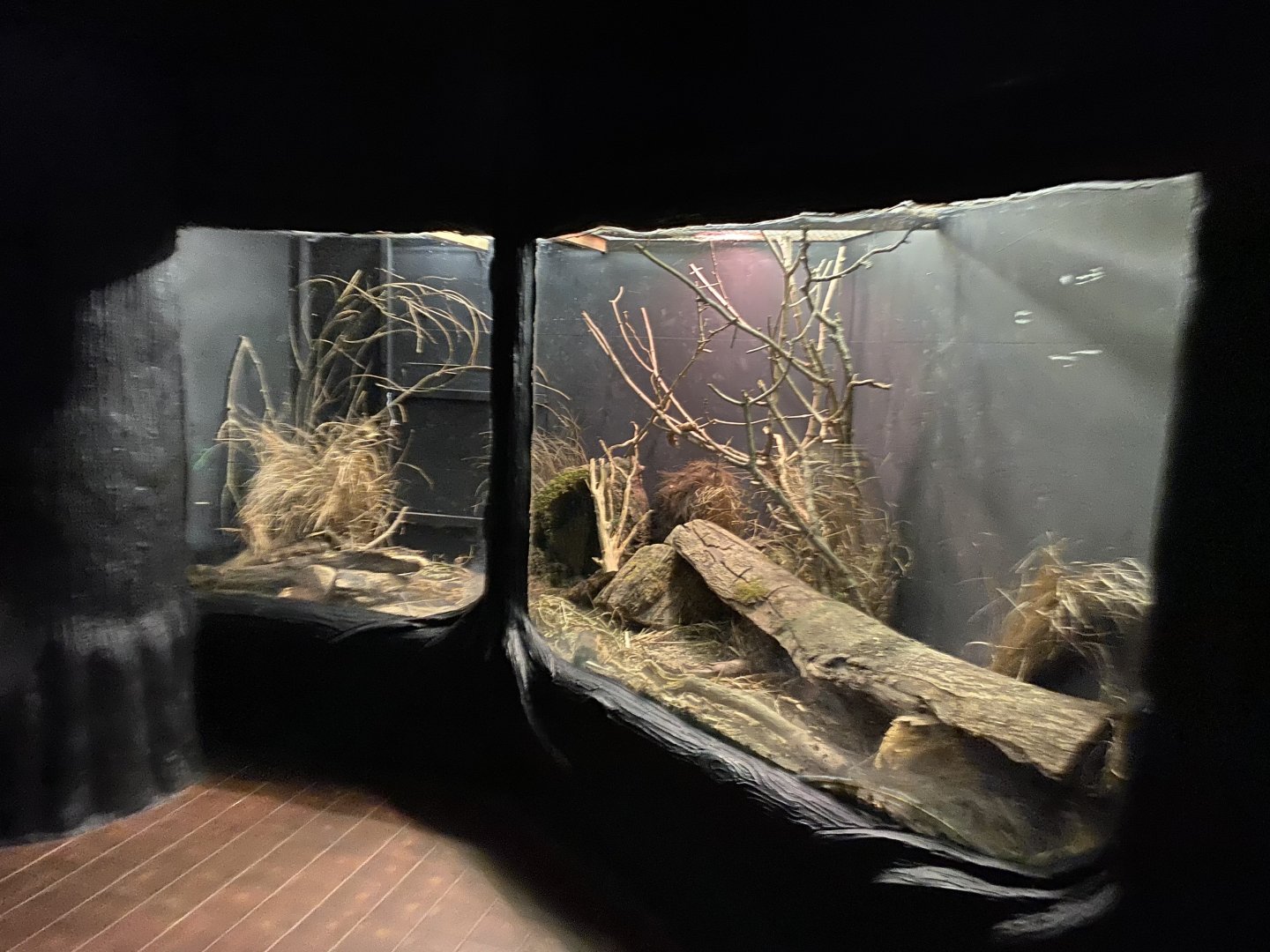 Lesser hedgehog tenrec enclosure 050120