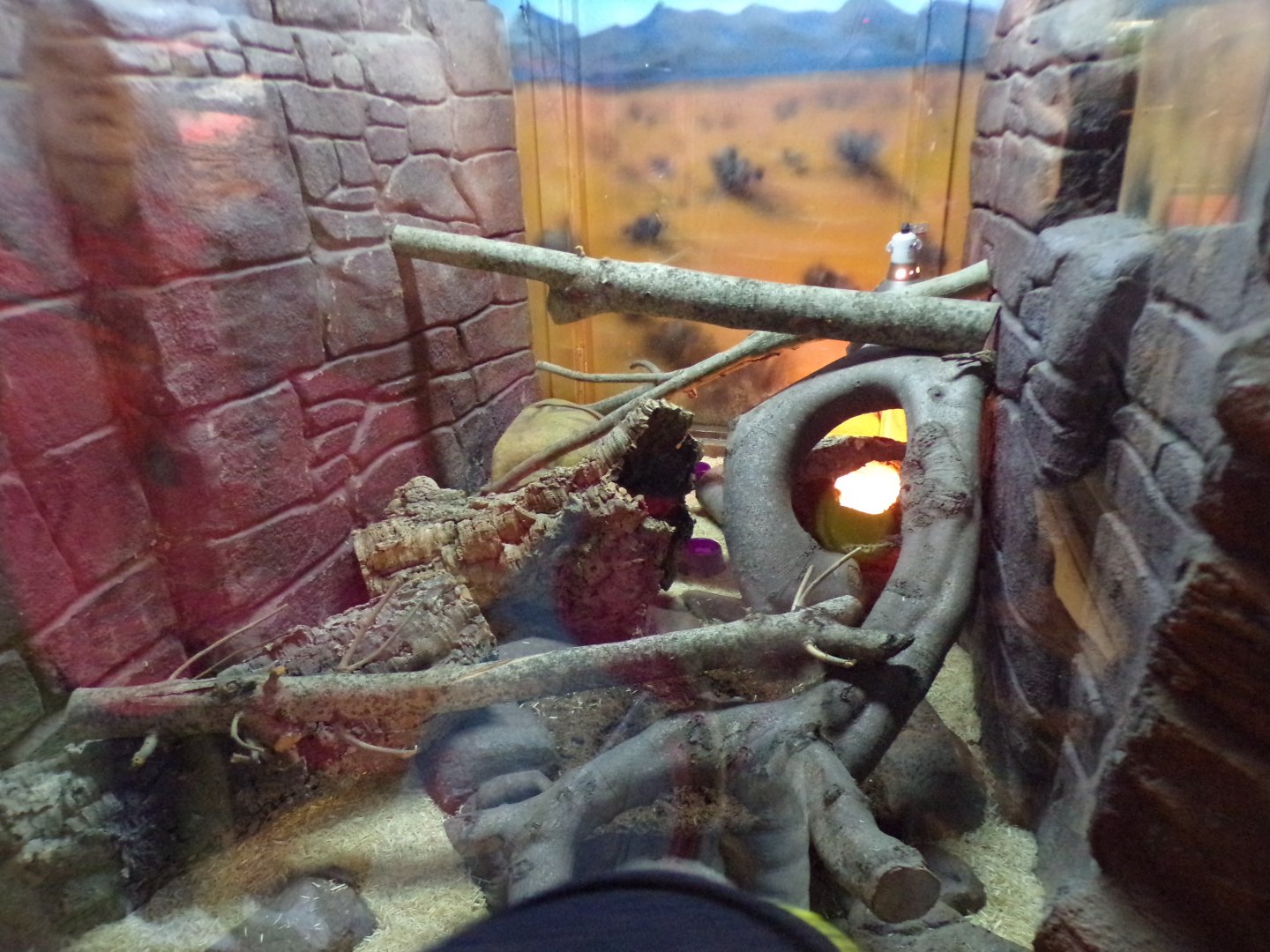 Lesser hedgehog tenrec enclosure 12.4.24