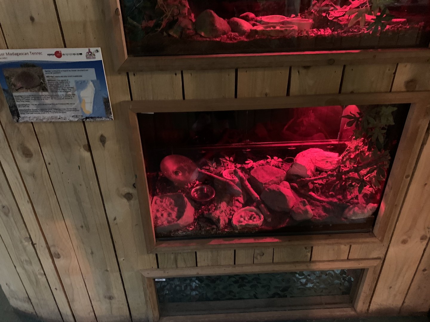 Lesser Hedgehog Tenrec Enclosure at Northumberland College Zoo (2020)