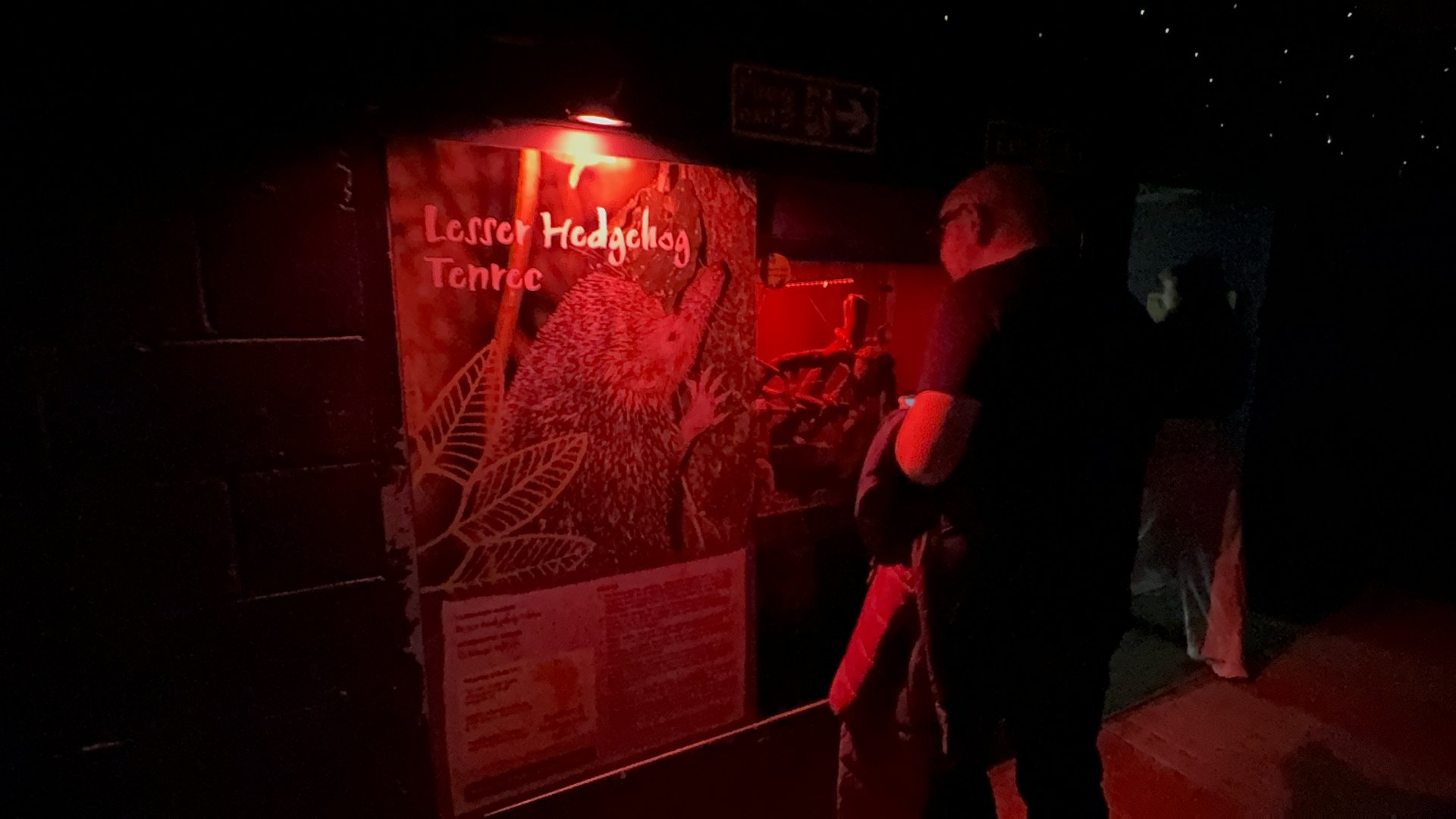 Lesser Hedgehog Tenrec Enclosure at Tropical World (October 2024)