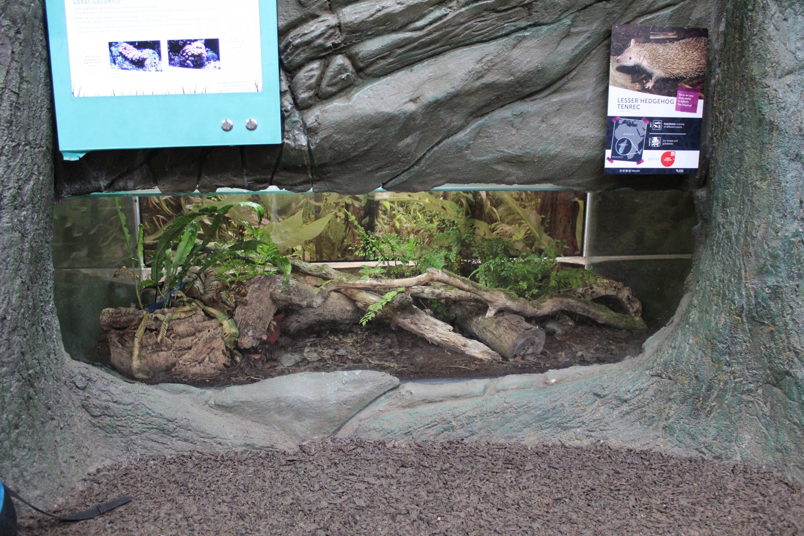 Lesser hedgehog tenrec enclosure in Wee Beasties
