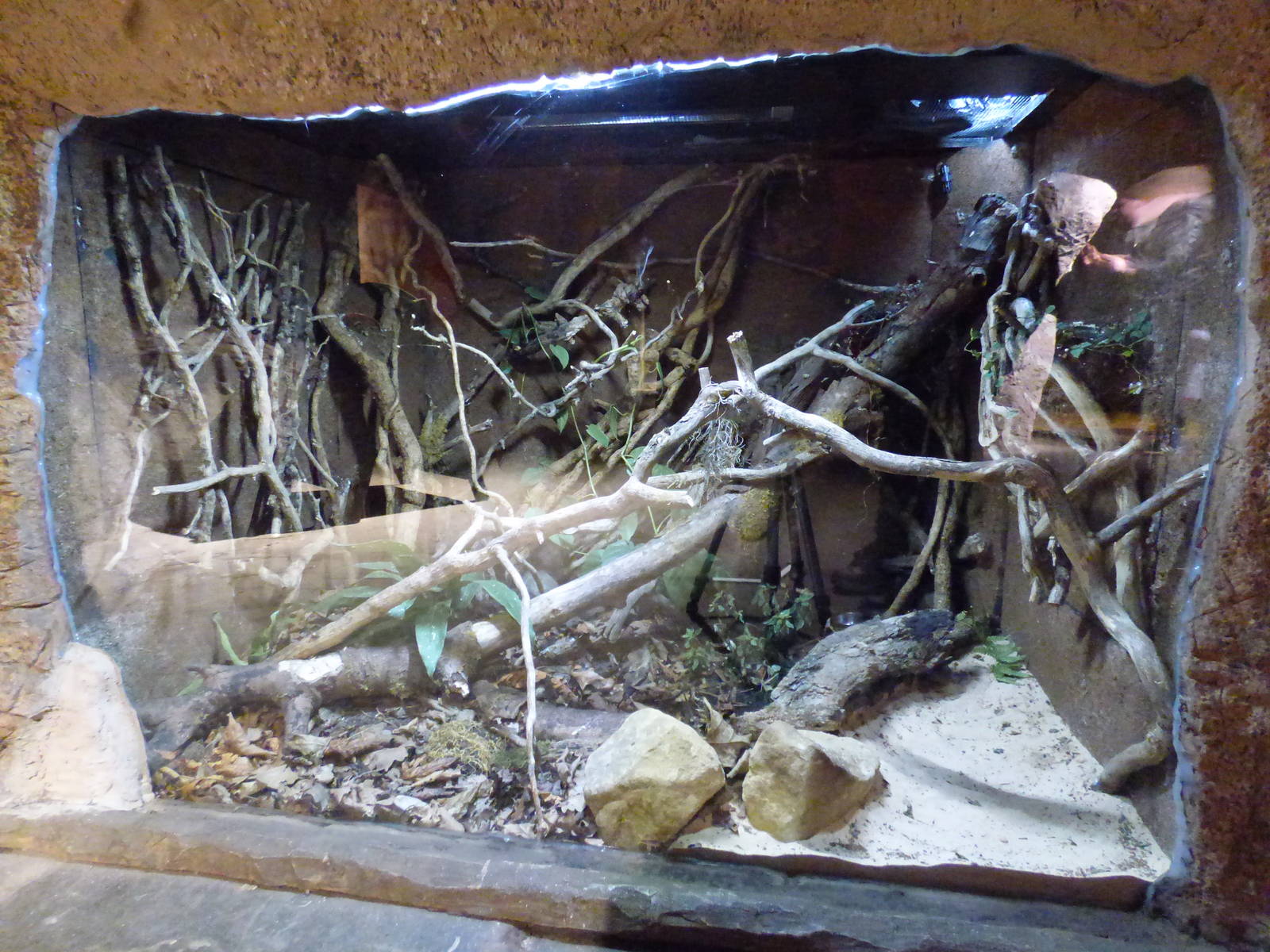 Lesser Hedgehog Tenrec enclosure