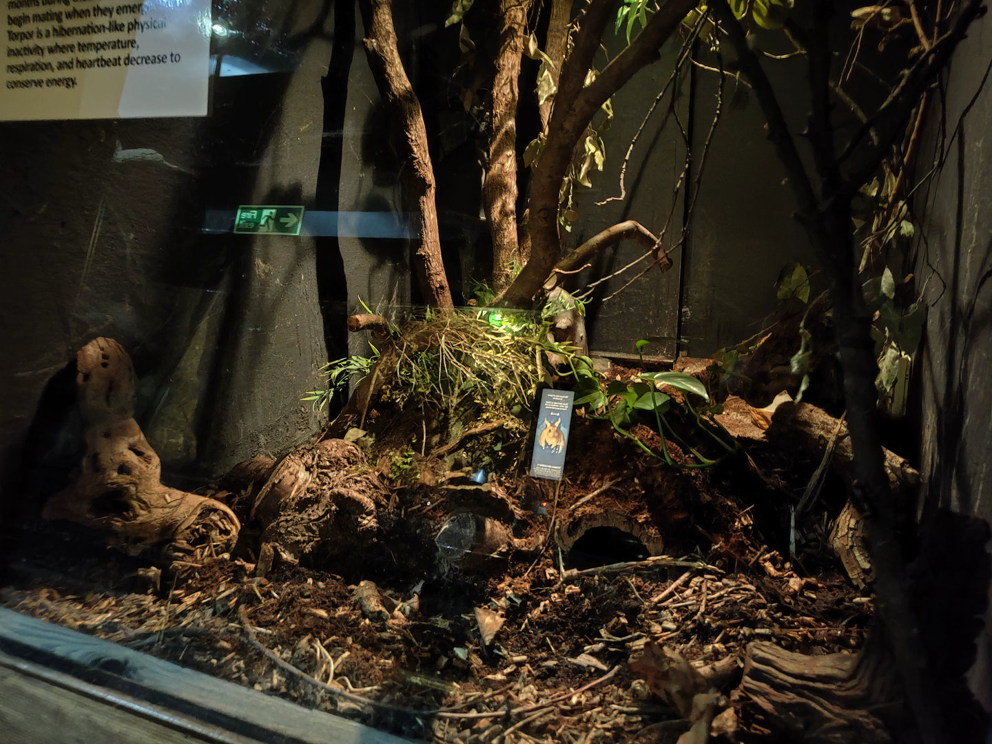 Lesser hedgehog tenrec enclosure