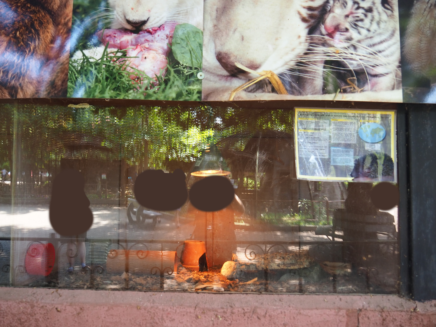 Lesser hedgehog tenrec exhibit, 2019-08-04