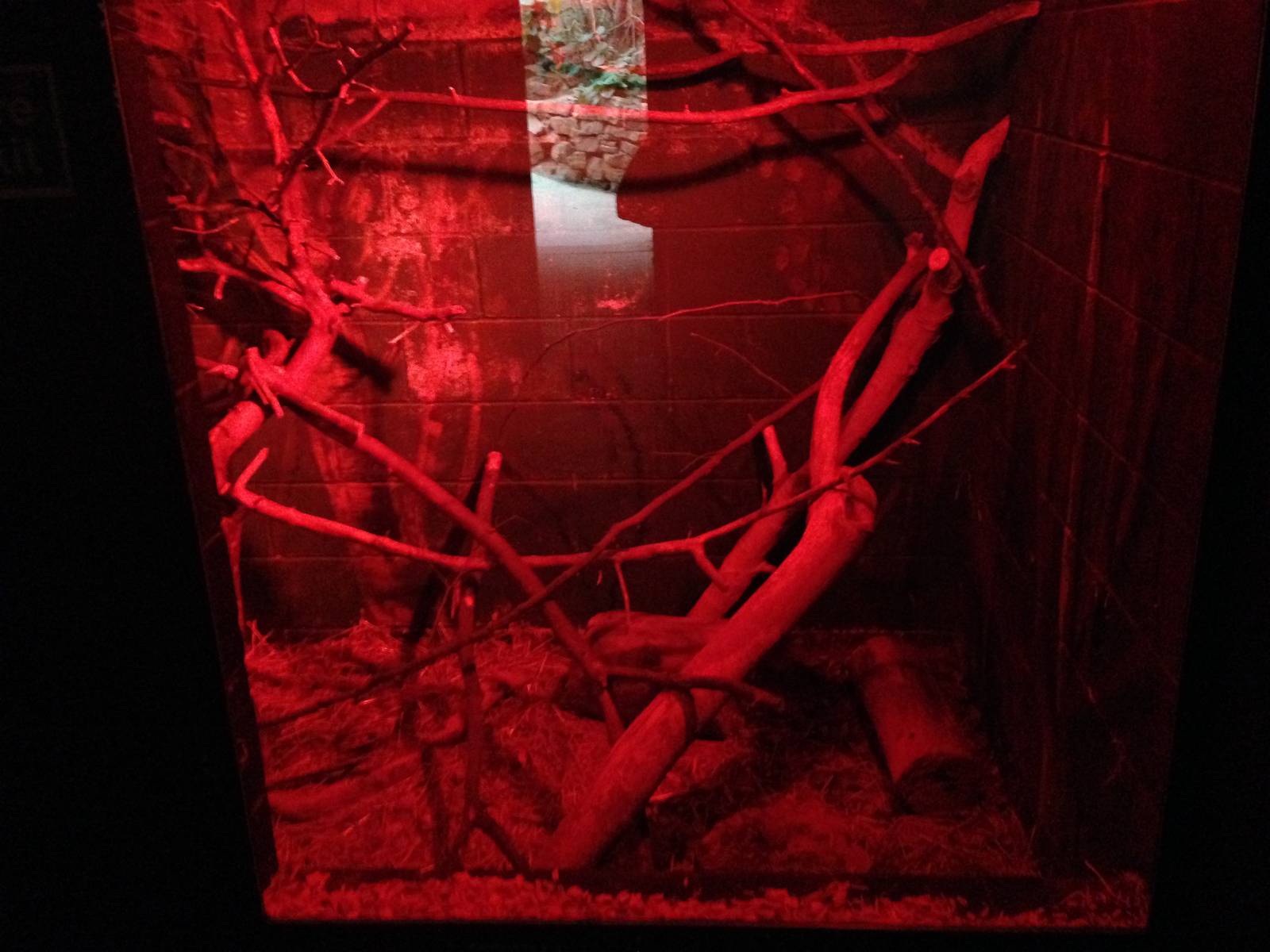 Lesser Hedgehog Tenrec Exhibit at Tropical World - 02/10/2013