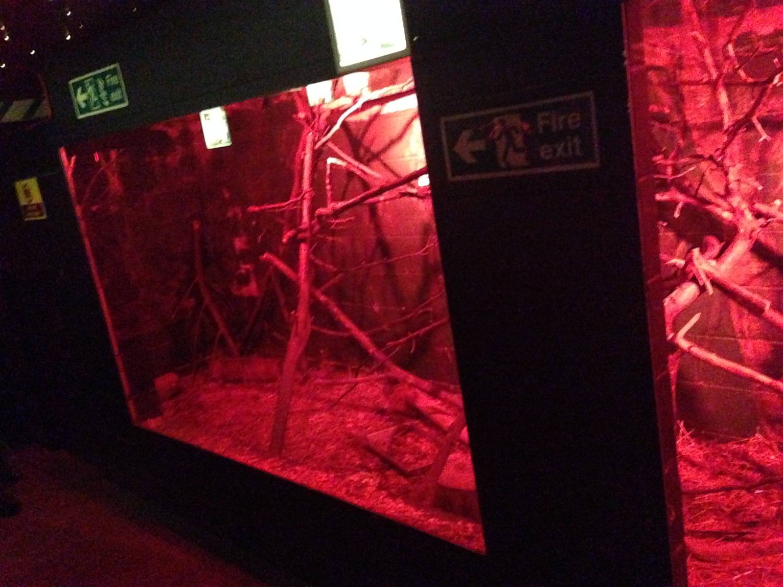 Lesser Hedgehog Tenrec Exhibit at Tropical World - 02/10/2013