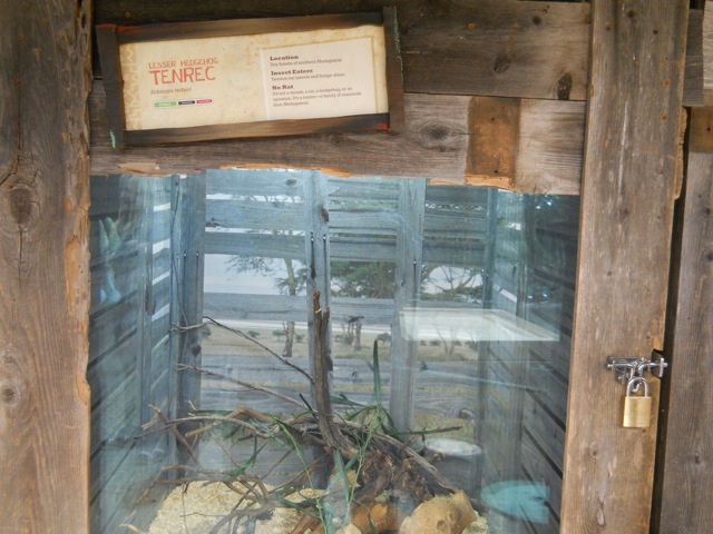 lesser hedgehog tenrec exhibit