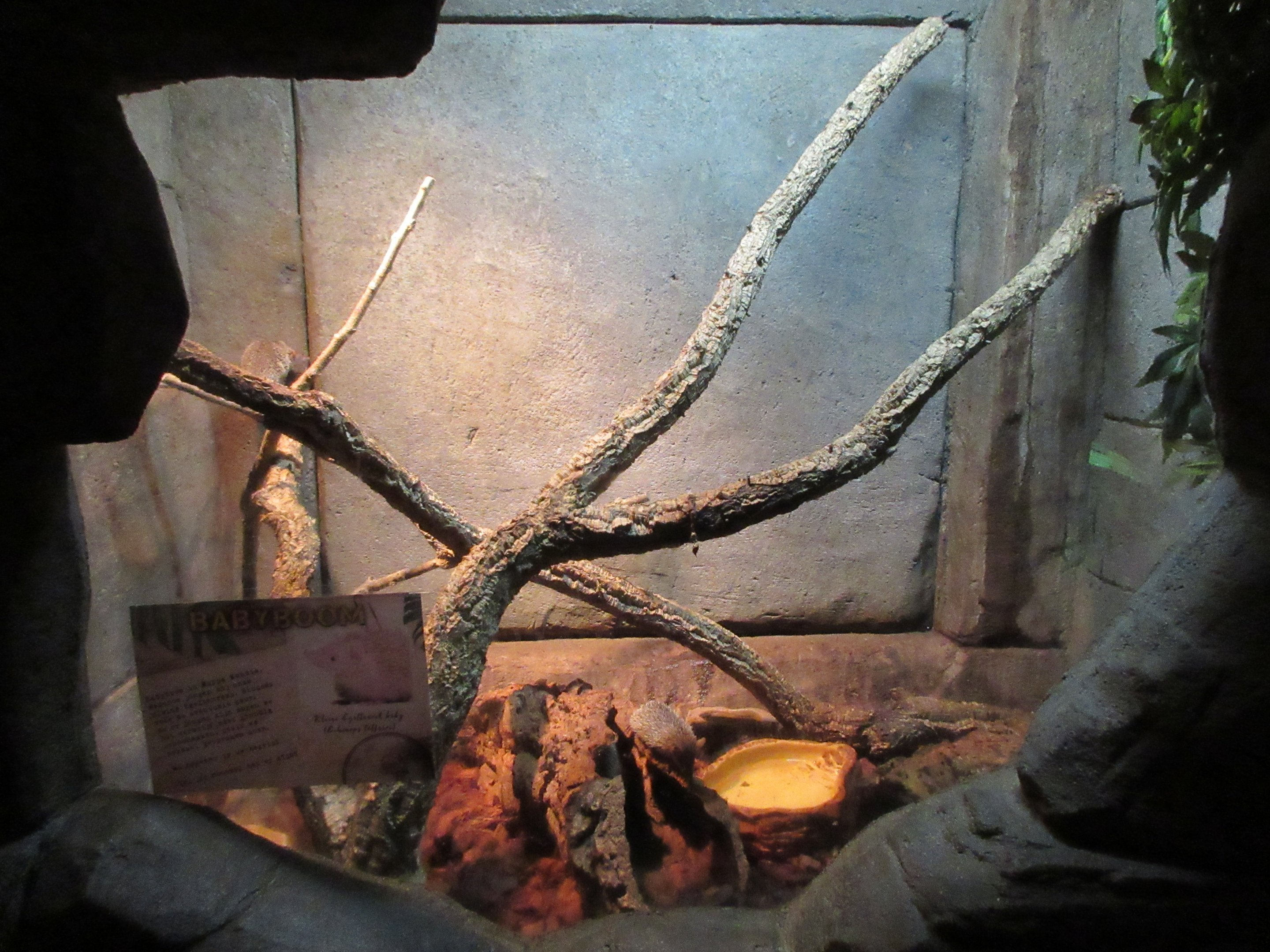 Lesser Hedgehog Tenrec Exhibit