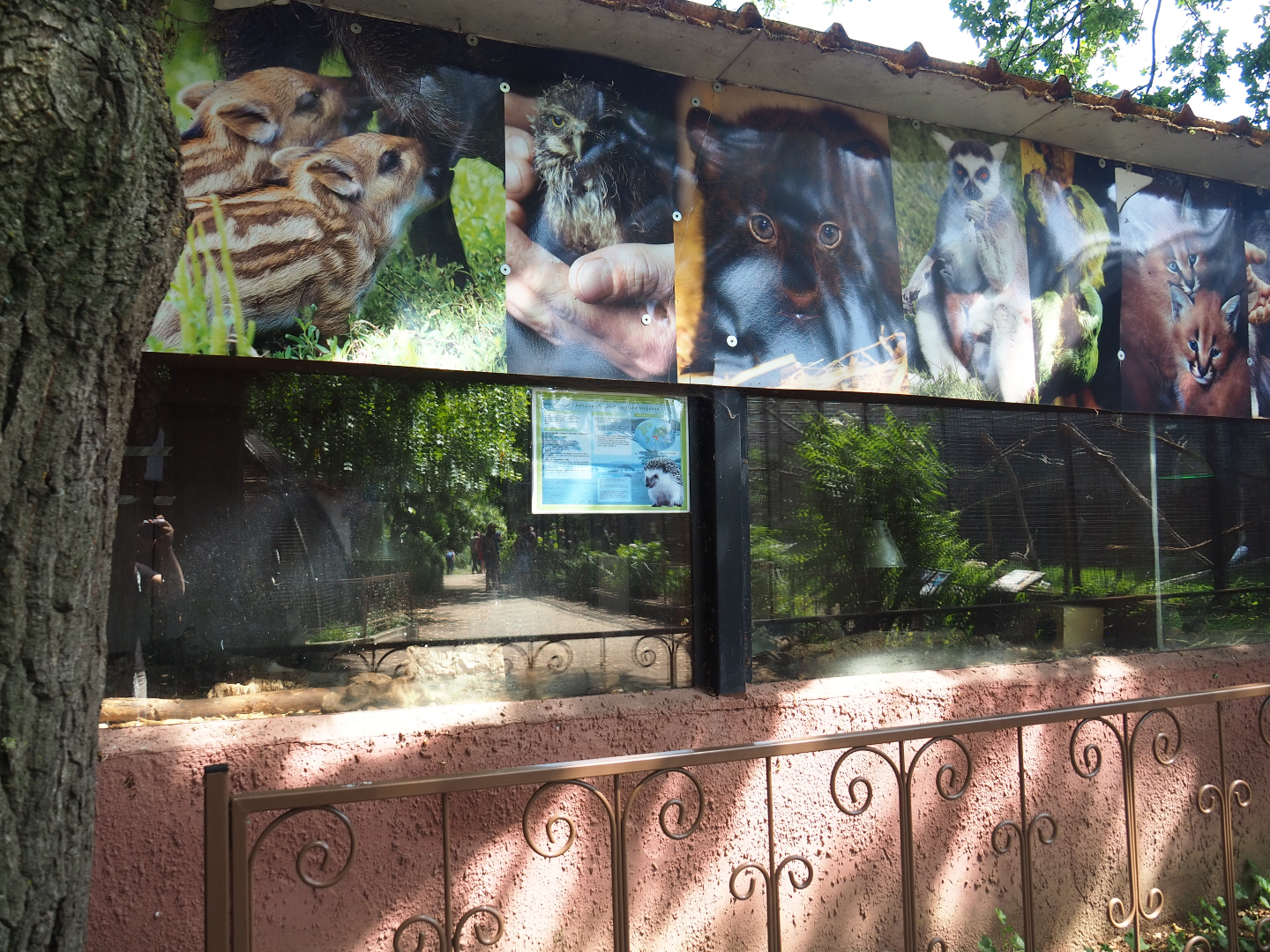 Lesser hedgehog tenrec exhibits, 2019-08-04