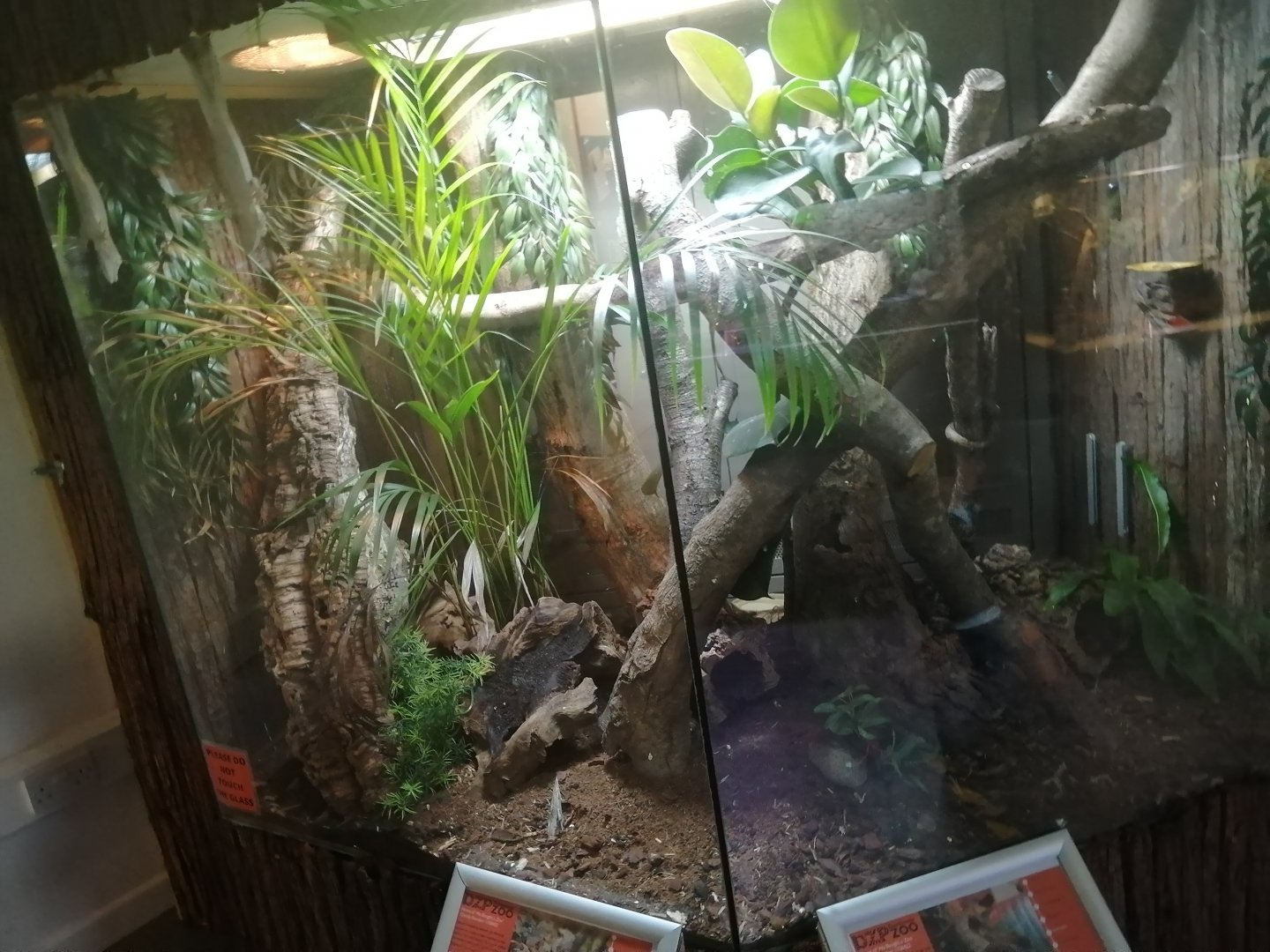 Lesser Hedgehog Tenrec/ Henkel's Leaf-Tailed Gecko Exhibit - 24/8