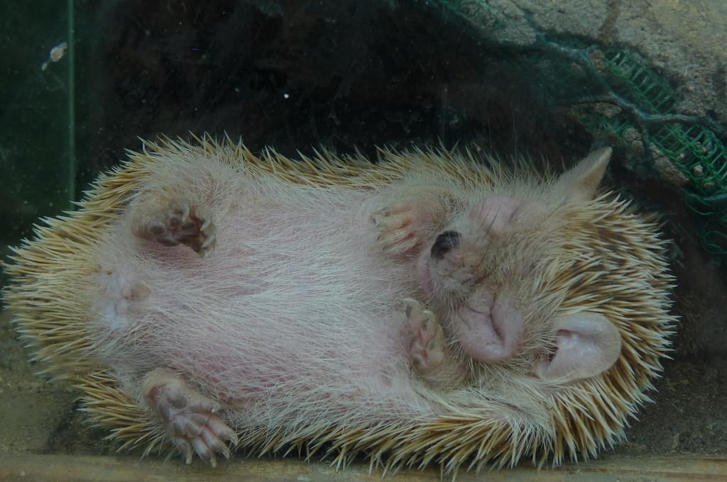 Lesser Hedgehog Tenrec June 2012
