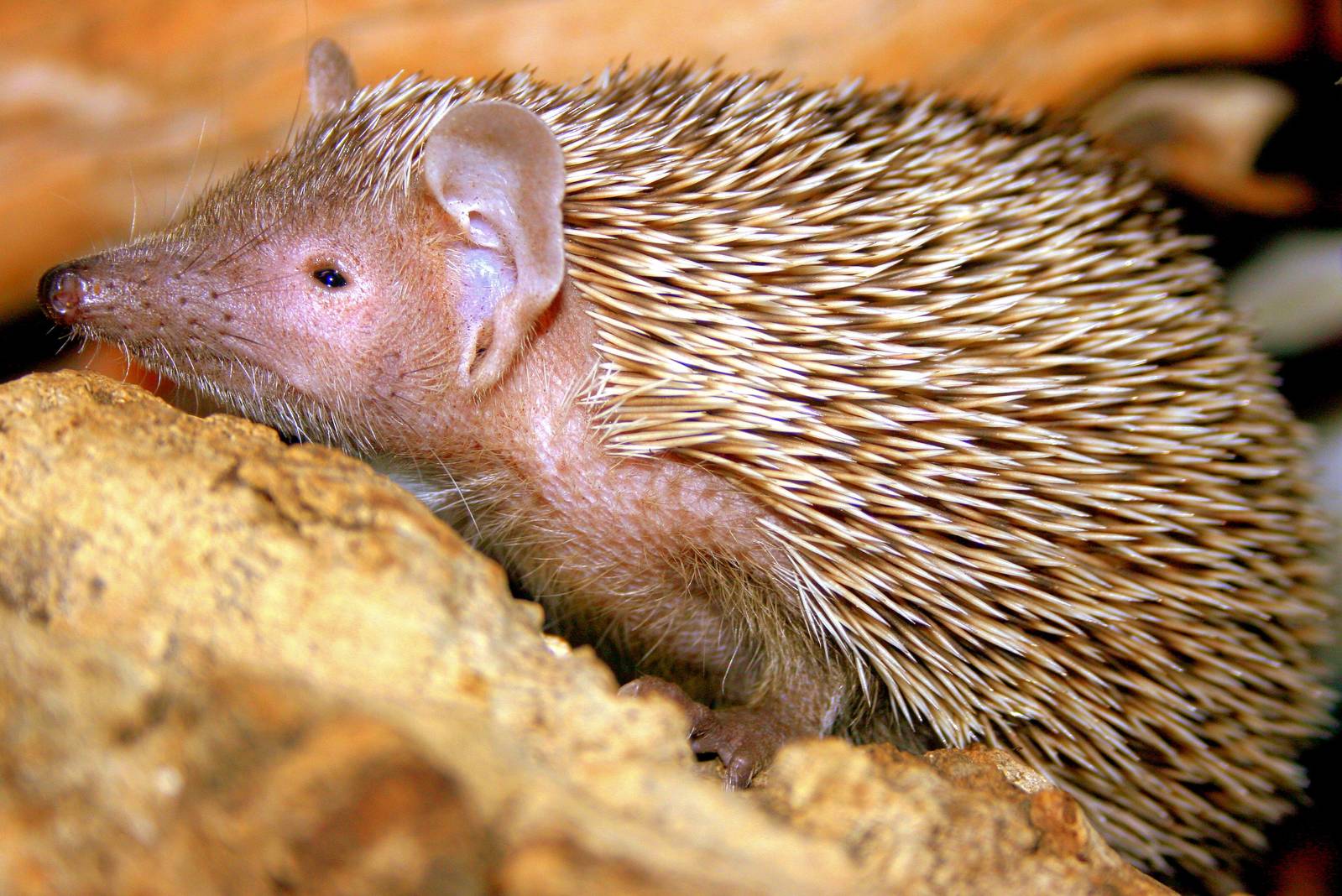 Lesser hedgehog tenrec; Lakeland Wildlife Oasis; 27th July 2014