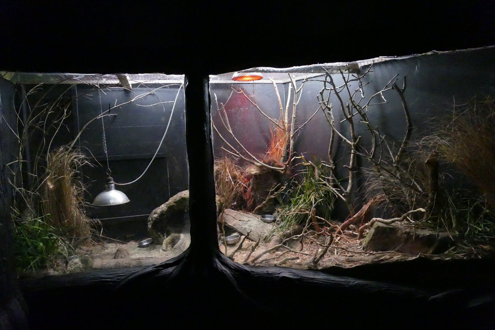 Lesser hedgehog tenrec, Nocturnal House, April 2019