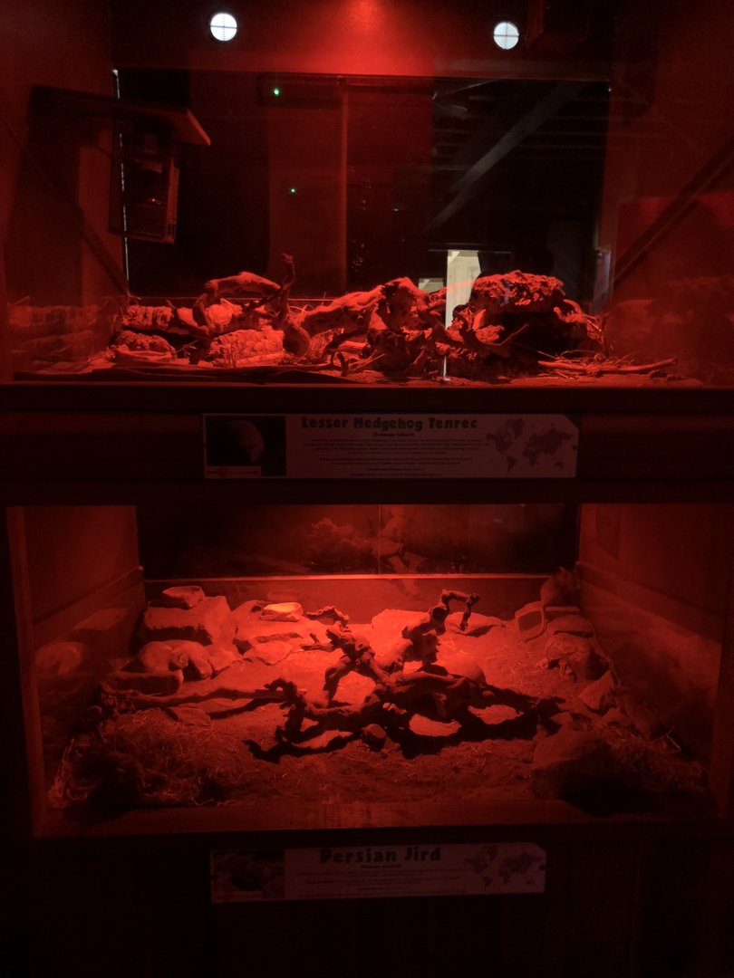 Lesser Hedgehog Tenrec / Persian Jird Enclosures at Cannon Hall Farm (September 2023)