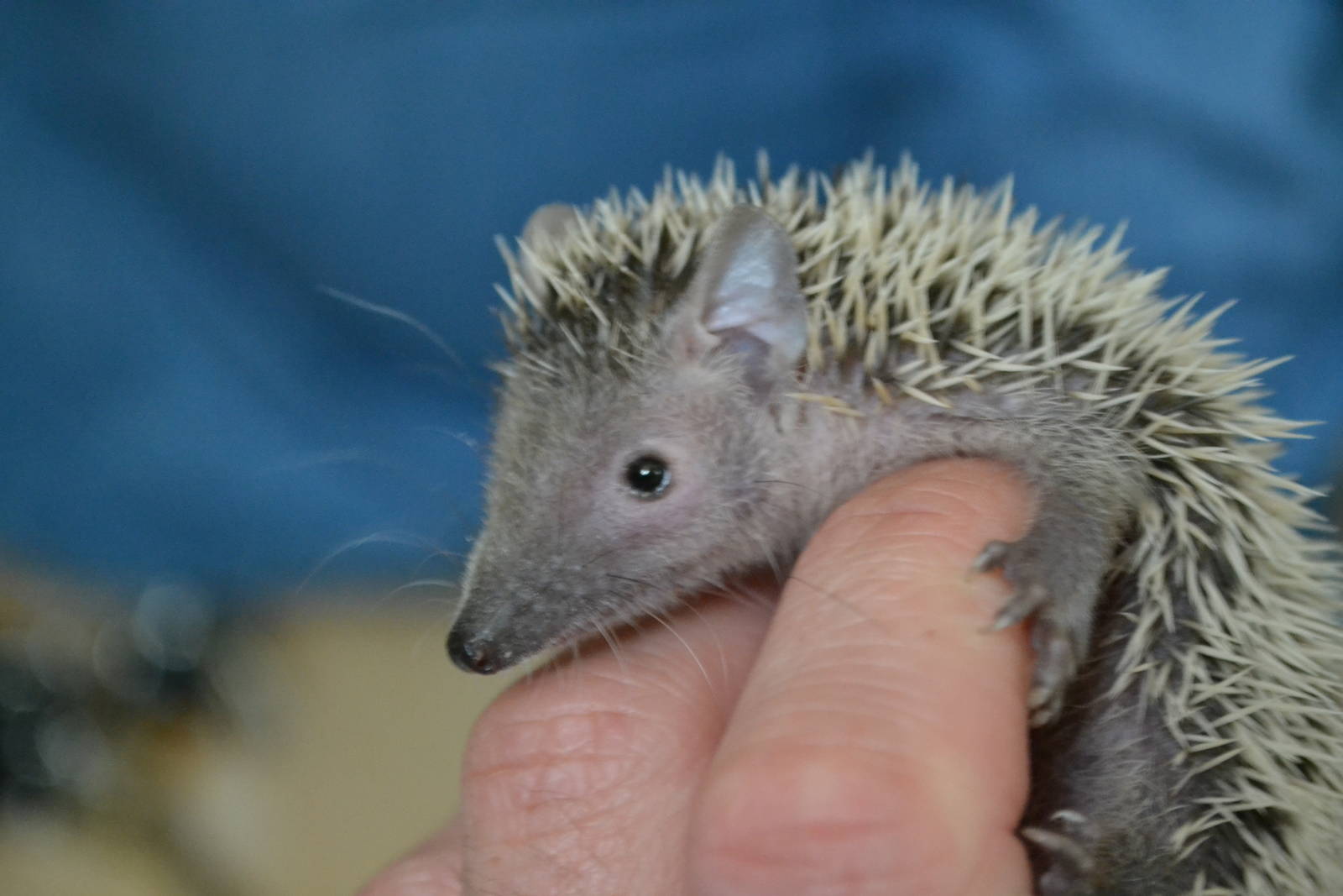 Lesser hedgehog tenrec - Private collection 2014