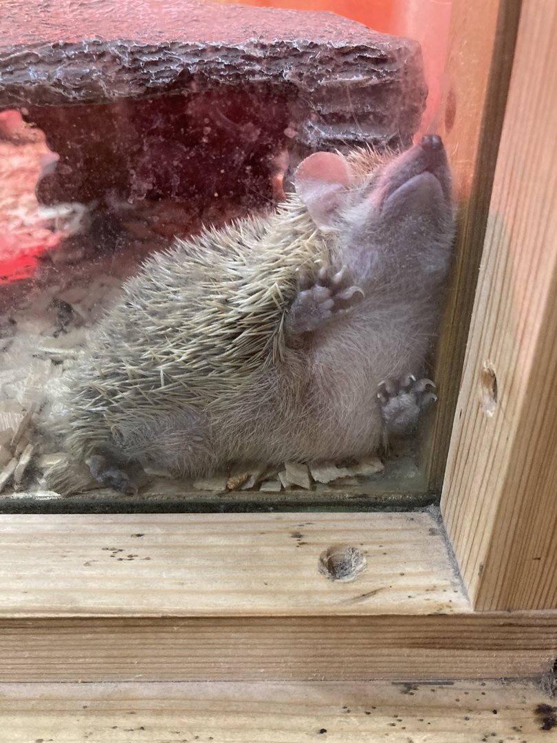 Lesser Hedgehog Tenrec - Puxton Park, Somerset