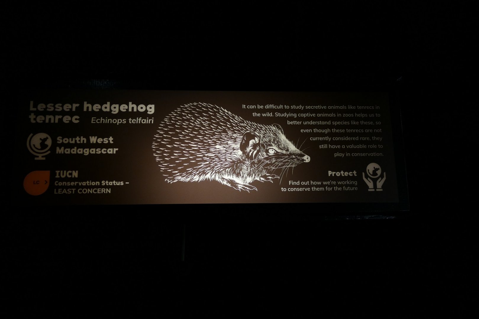 Lesser hedgehog tenrec sign, Nocturnal House April 2019
