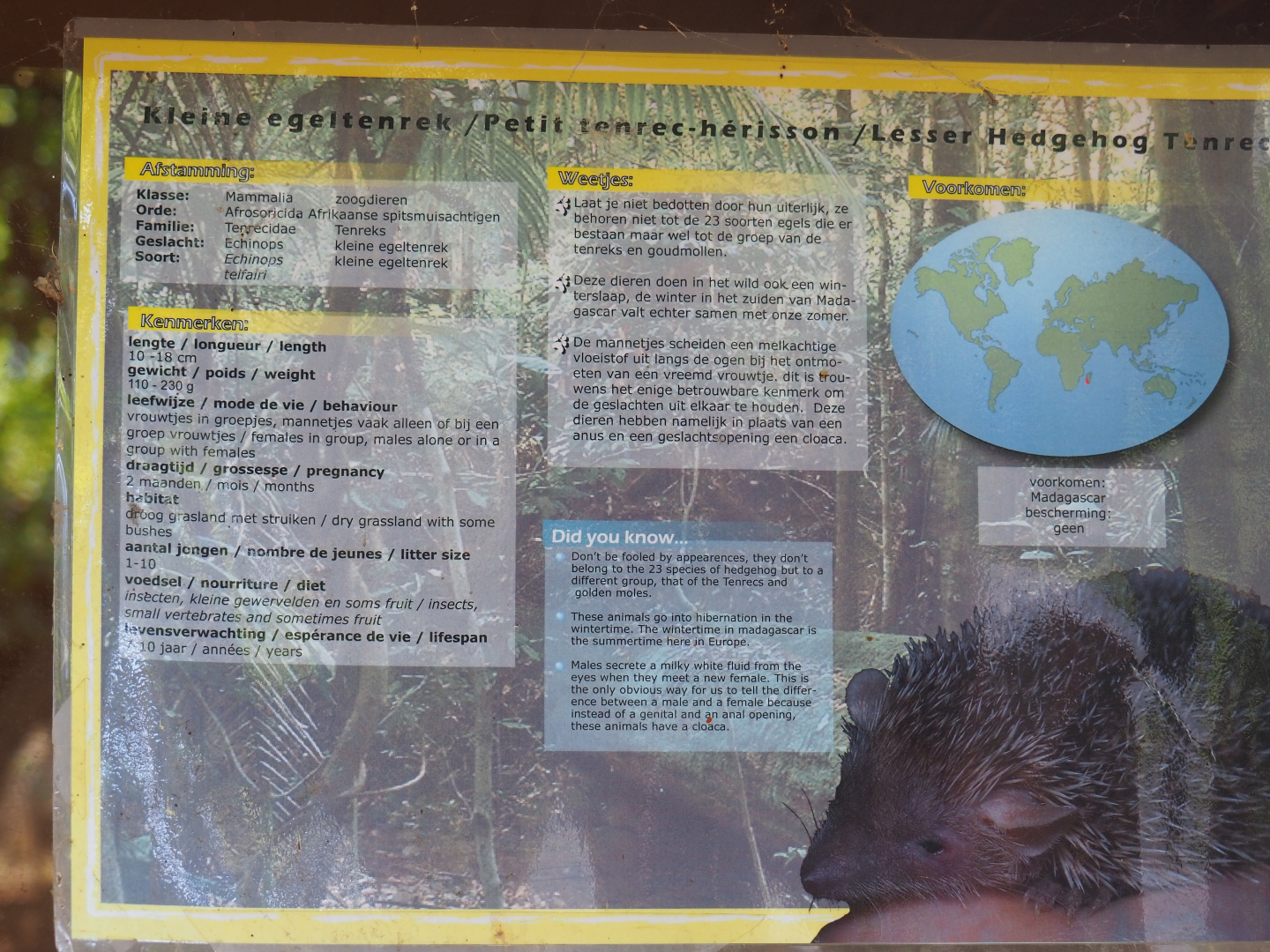 Lesser hedgehog tenrec signage, 2019-08-04
