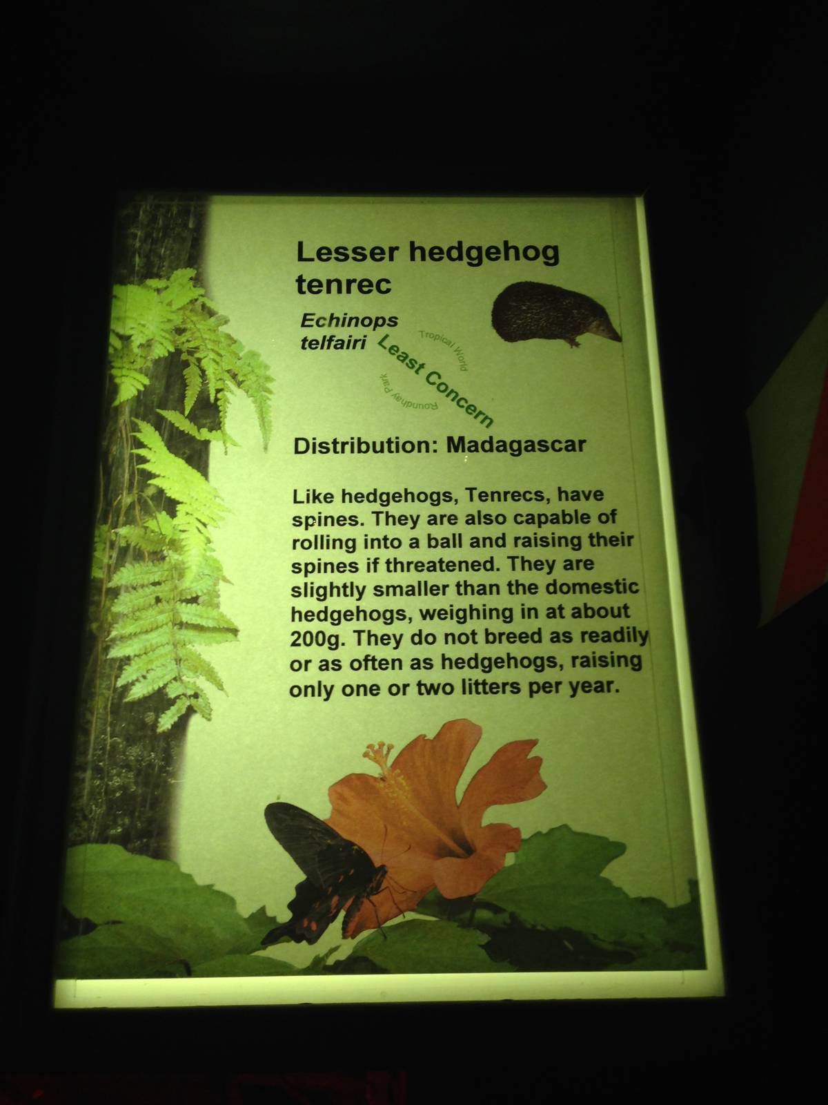 Lesser Hedgehog Tenrec Signage at Tropical World - 02/10/2013