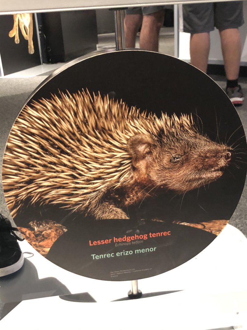 Lesser hedgehog tenrec stock image