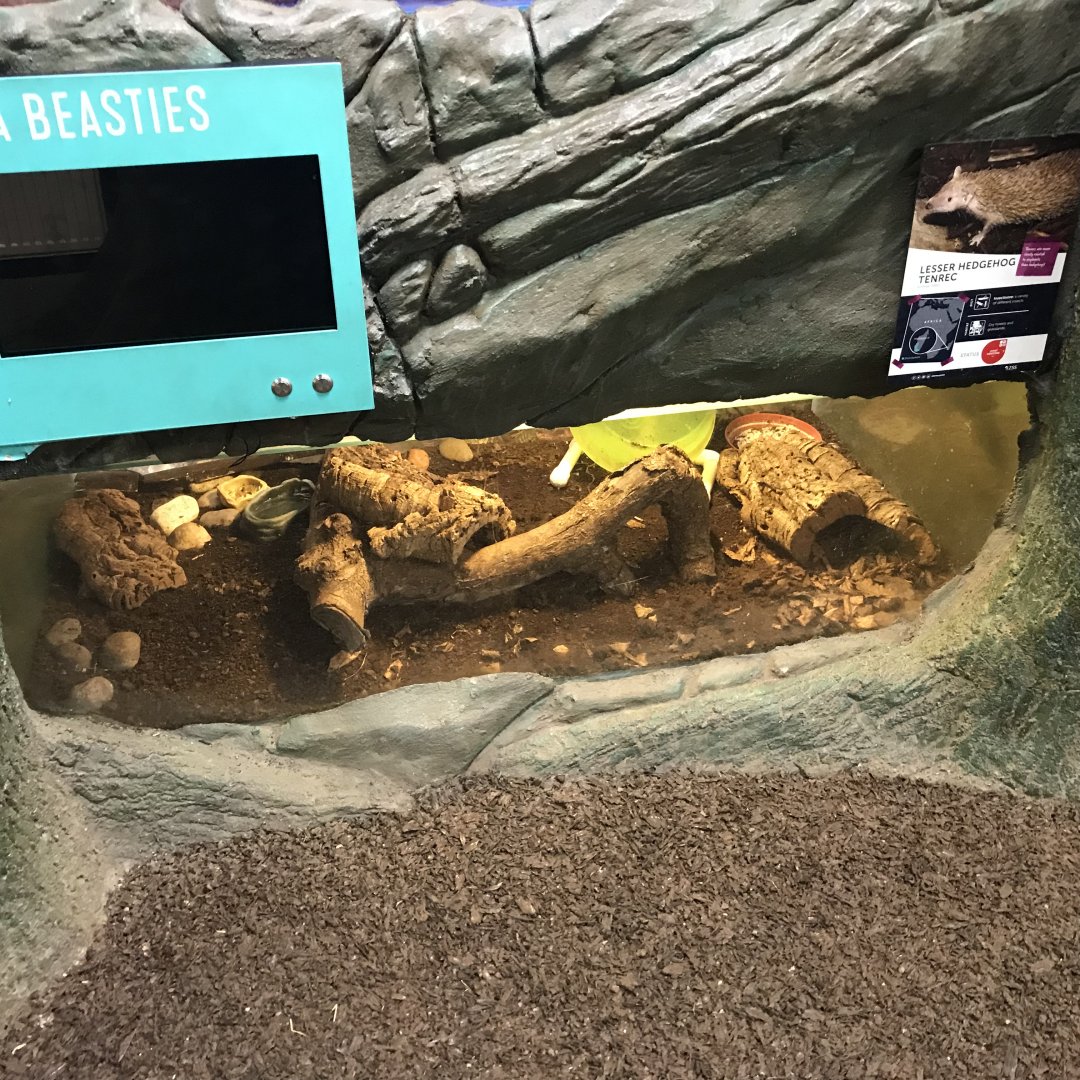Lesser hedgehog tenrec tank