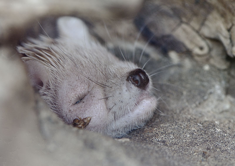 Lesser hedgehog tenrec
