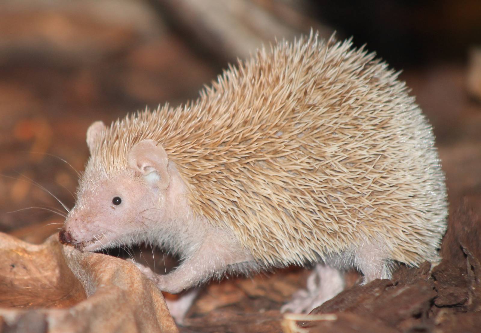 lesser hedgehog tenrec