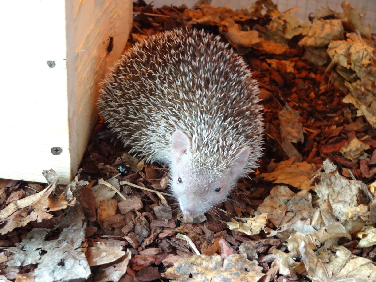 Lesser hedgehog tenrec