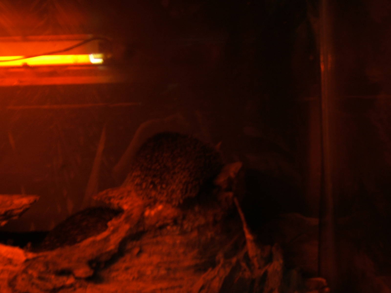 Lesser Hedgehog Tenrec