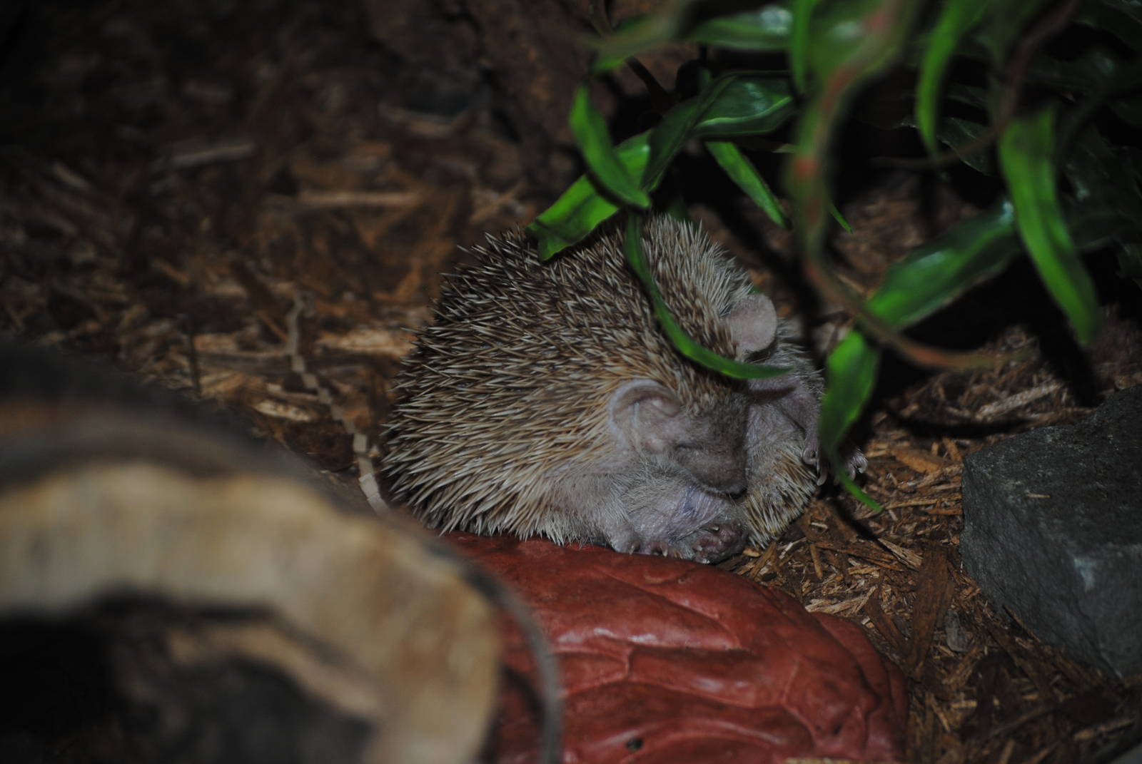 Lesser Hedgehog Tenrec