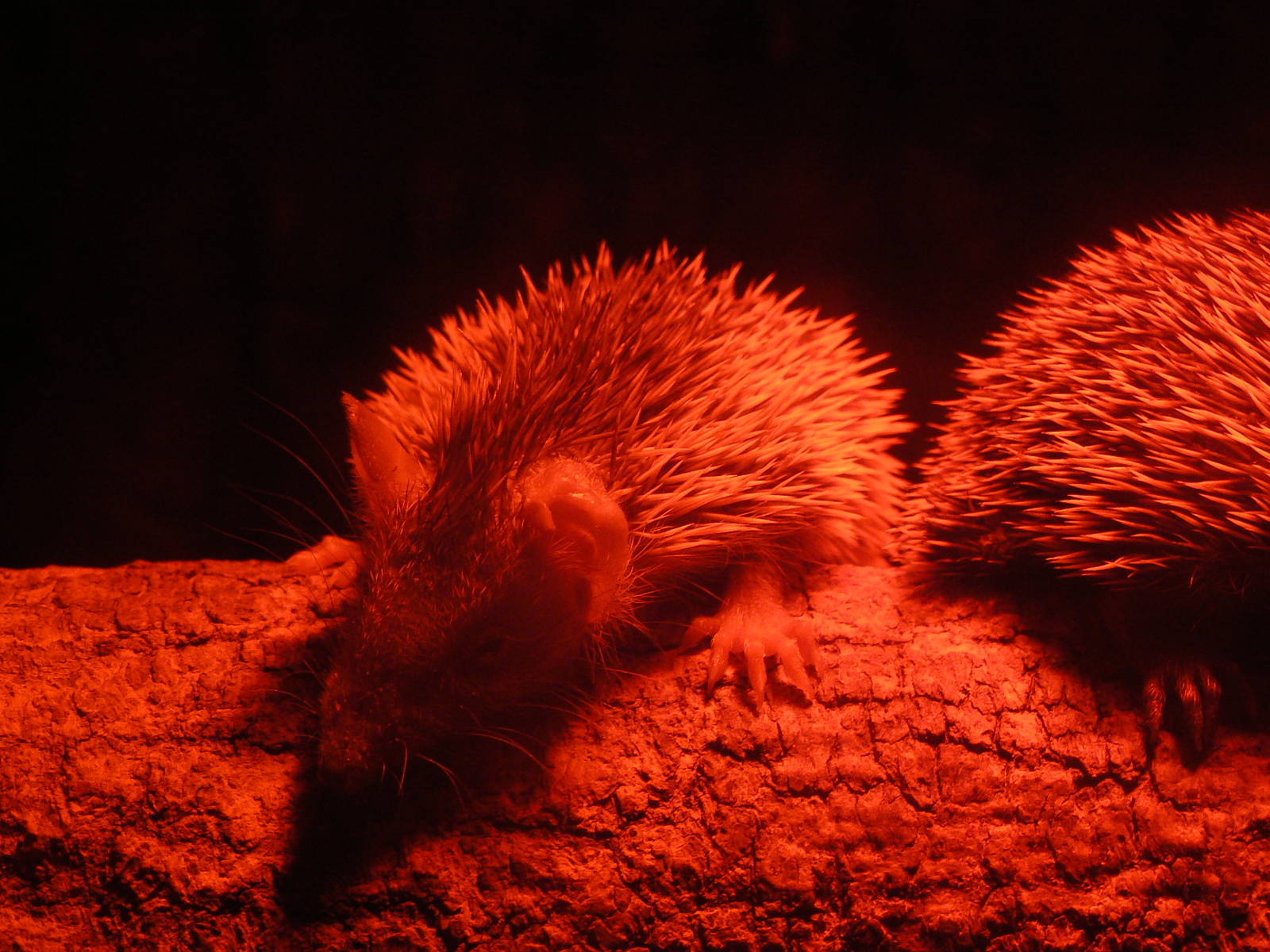 Lesser Hedgehog Tenrec