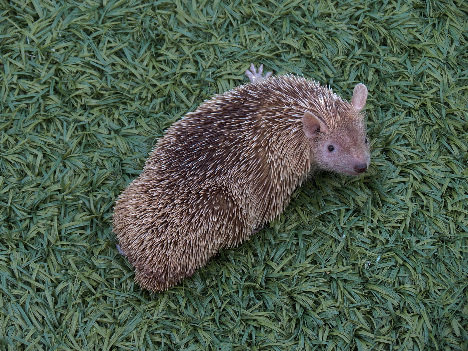 Lesser Hedgehog Tenrec