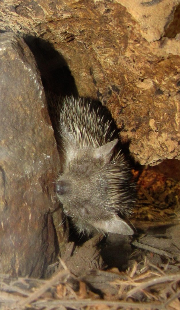 Lesser Hedgehog Tenrec