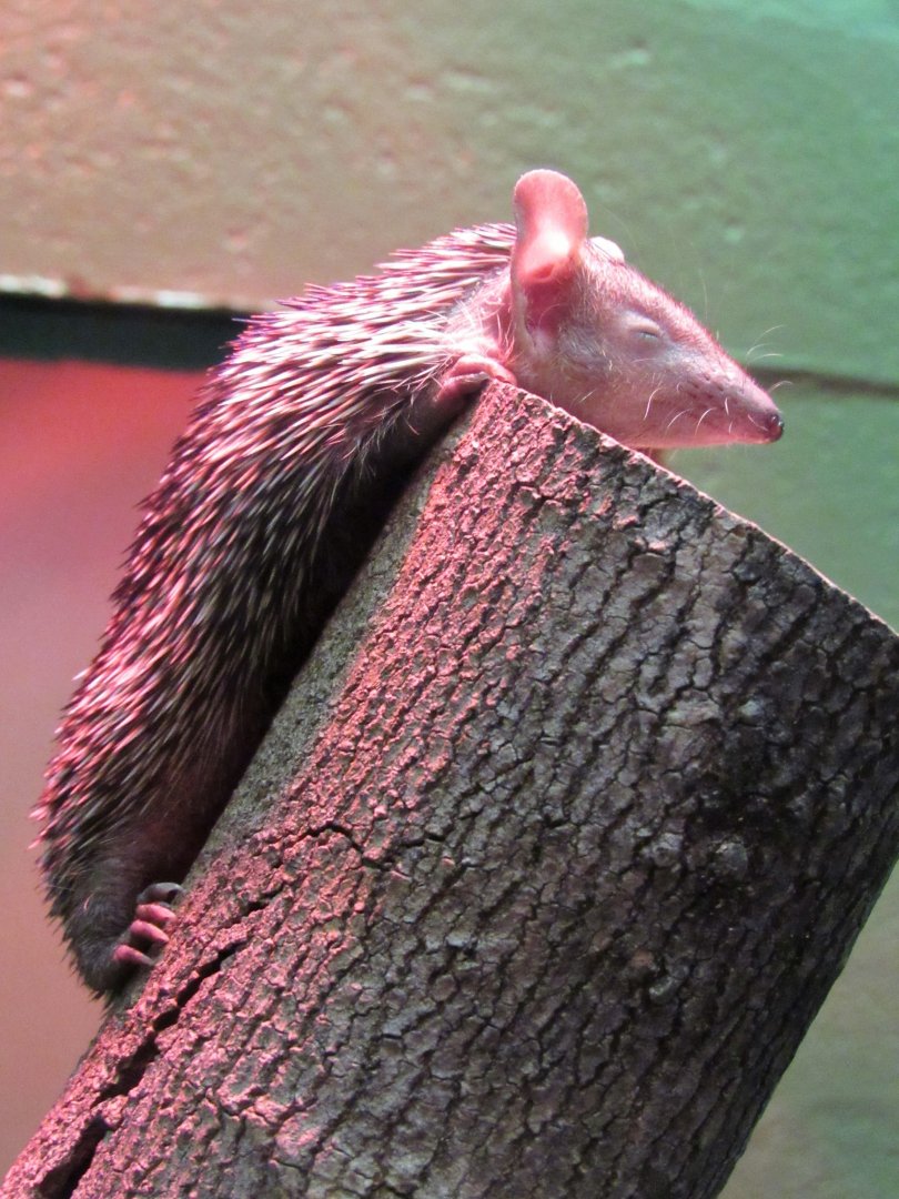 Lesser Hedgehog Tenrec