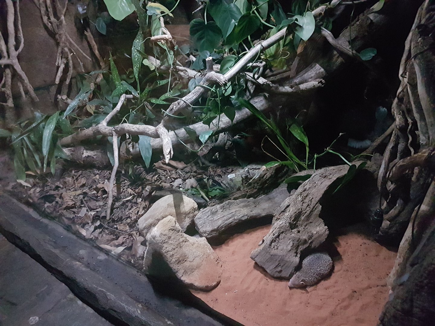 Lesser Hedgehog Tenrec