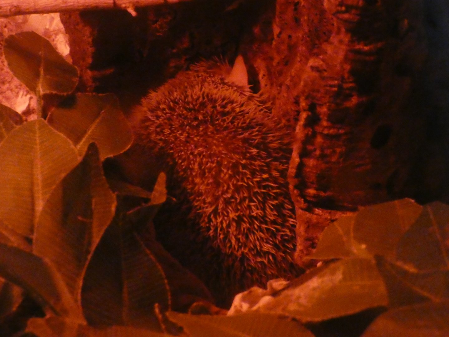 Lesser Hedgehog Tenrec