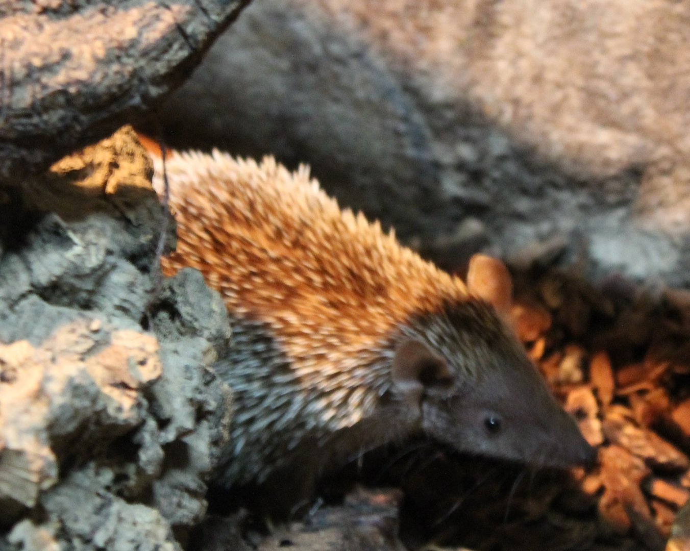 Lesser hedgehog tenrec