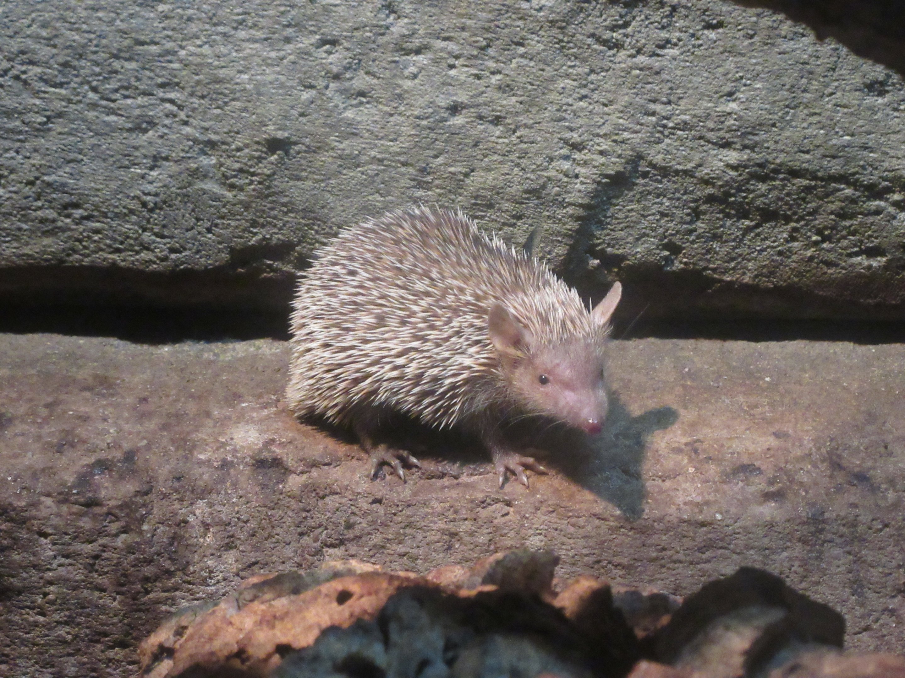 Lesser Hedgehog Tenrec