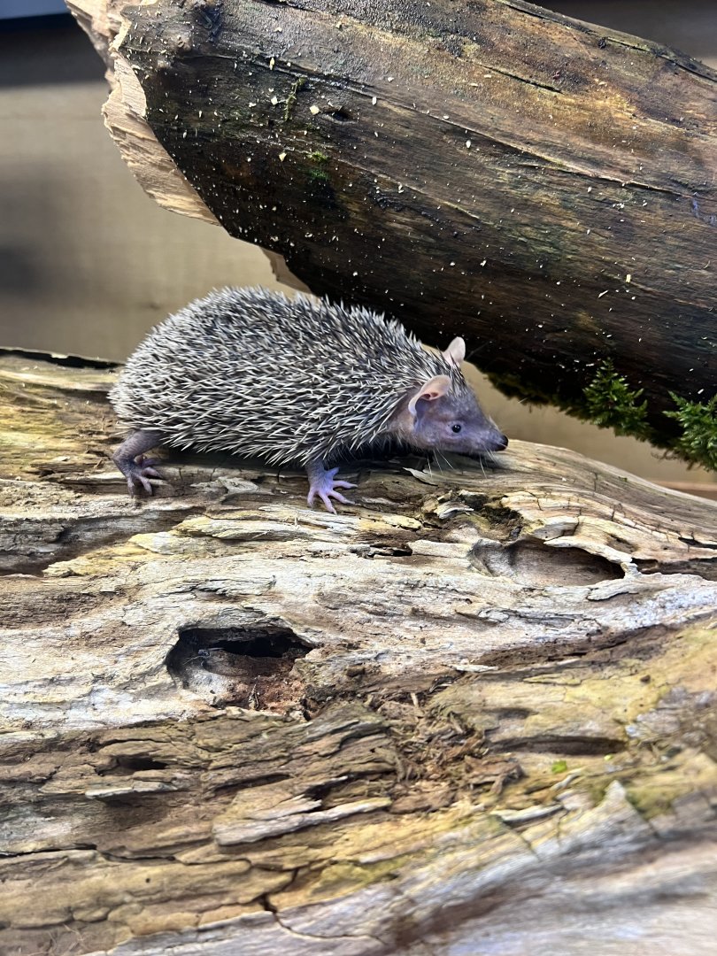 Lesser hedgehog tenrec